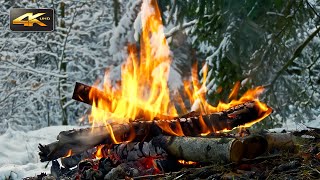 Winter Forest Campfire ❄ Real Sounds & Relax Mood (Xmas)