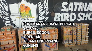 Update harga,stok bongkaran  Burcil Cipow, sogon, ciwah, pijantung pisang gunung dkk