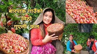 Guyeli fal pakyo कति मिठाे गुएली फल ( रुसी )  Barpak Gorkha Meeragurung New VLOG