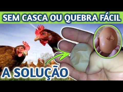 Vídeo: A casca do ovo de galinha é macia quando posta?