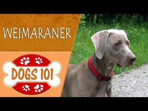 dogs-101---weimaraner---top-dog-facts-about-the-weimaraner