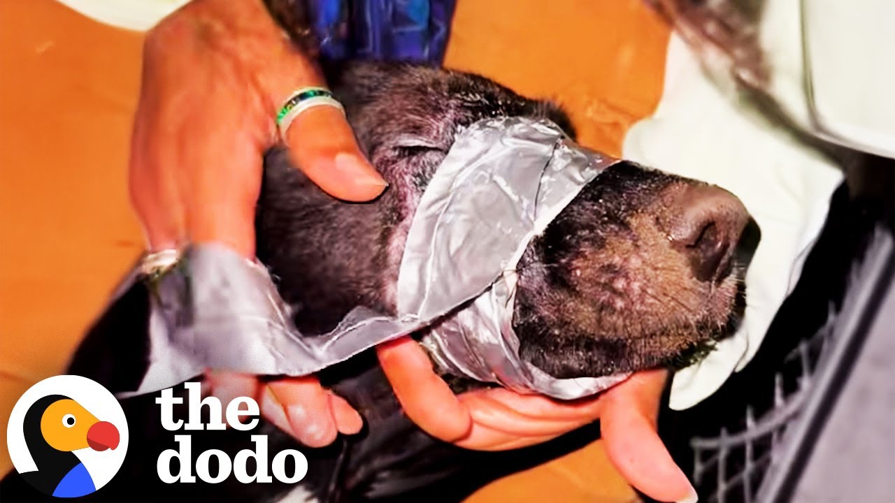 Photo inspiration: Visual Reference: Couple On Vacation Find A Dog With Duct Tape Around