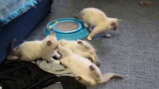 невские маскарадные котята, питомник "Лунная Дымка" невские маскарадные котята, питомник "Лунная Дымка"