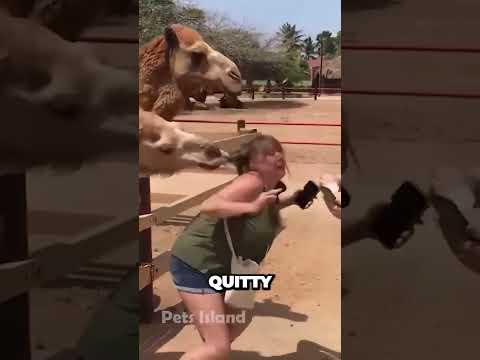 Video: Stray Kitten pārvērš ziņas, crashing Live Report [Video]