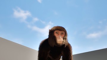 Small Monkey Unreal Engine Video