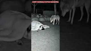 Kurt Kangali Koyun Sanarsa