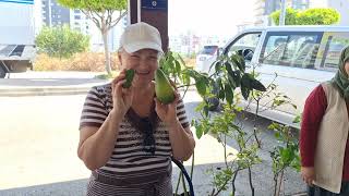 байрам в Турции, соседка позвала в гости| мама покупает авокадо