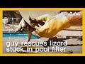 Guy rescues lizard stuck in pool filter