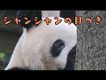 どこかで見た光景😂東園中国版という感じ?シャンシャンもガラスにハイタッチも上野のことを思い出しておリンゴ🍎を探そうとしたのでしょうか?この風景中国地元のニュースに取りあげられそう