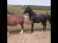 جفت گیری اسب Horse Mating 