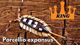 Porcellio expansus  King of Isopods