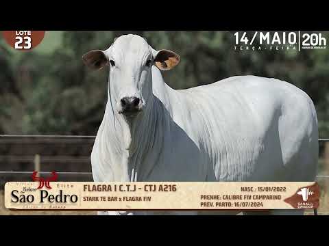 LOTE 23   CTJ A216