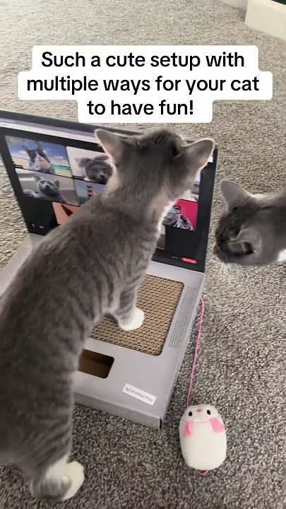 My Cats Love the Scratch Pad Pro Laptop - 5/5 Review! #catlover #cattoys
