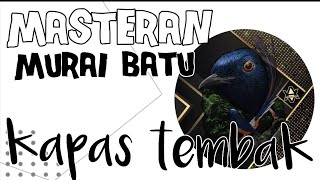 masteran murai batu// kapas tembak full ngerol