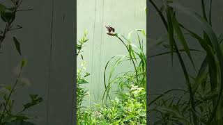 Unexpected guests #finches #societyfinches #wildlife #wildbirds