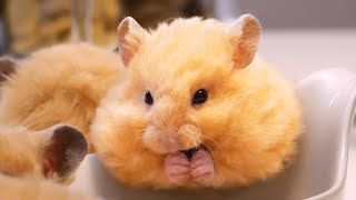 Baby Hamsters Growing Up Day 26 to 31 | Cute Animals that Can Probably Bring World Peace