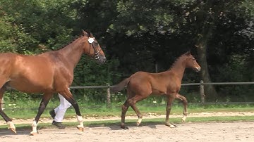 10 Lugano (Connect x Quidam de Revel x Ekstein) hengst / colt