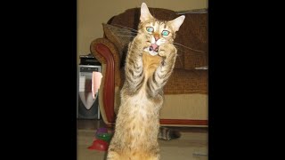 Cats Who Are Scaredy Cats! (A Compilation)