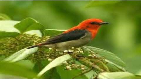 suara pikat burung sogok otong kemade korlap