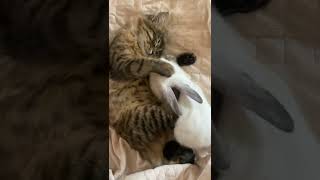 kitten sleep with rabbit #shorts #best #bengalkitten