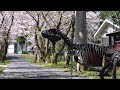 I made a life size baby T-REX | Qidi Tech Q1 Pro