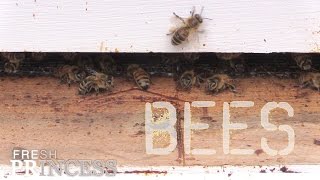 Bees: Making Space in the Hive  |  Fresh P