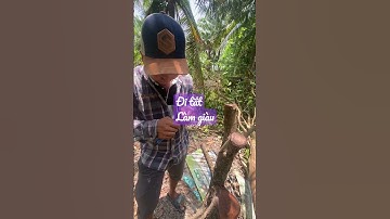 Nông dân đi tắt làm giàu bằng cách ghép mận xanh đường