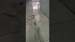 #viral #cat #shortvideo