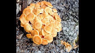 EatTheWeeds: Episode 150: Ringless Honey Mushrooms and foraging.