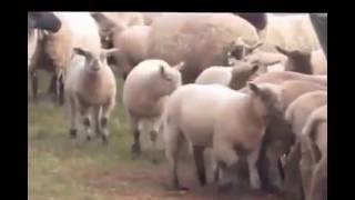 lambs come and go for feed and the Ewe