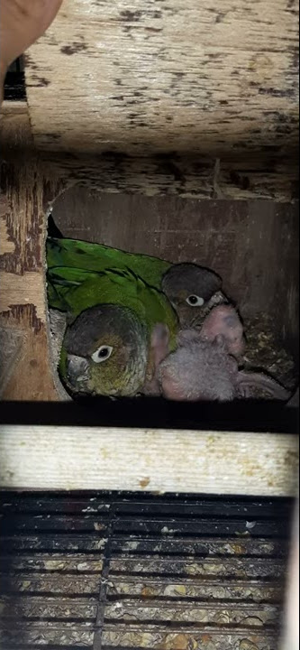 Belajar ternak burung yellow side conure