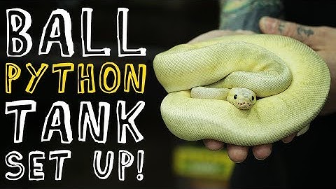 Perfect Ball Python Enclosure! | PISCES PETS