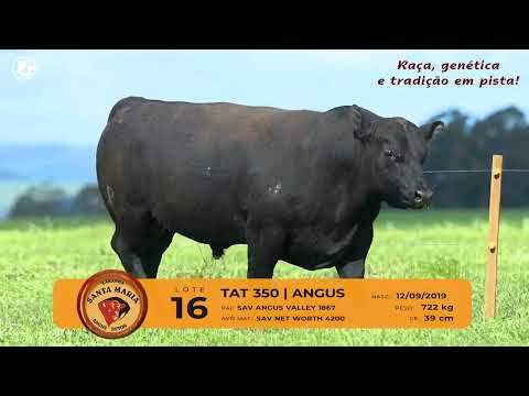 LOTE 16 - TAT 350 - ANGUS