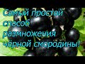 Смородина весной:  вырастите саженцы сами  легко и бесплатно!