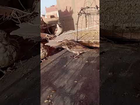 مصيدة لصيد الطيور و العصافير سهلة وبسيطة