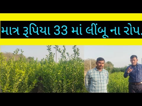 લ બ ન ક વ ર પ પસ દ કરવ Limbu Farming In Gujrat 