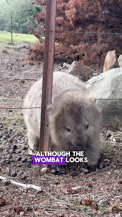 The Cube-Poop Tunnel Experts of Australia!