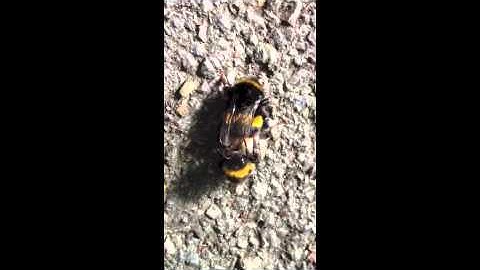 Mating bumblebees (2) (B. terrestris?) video