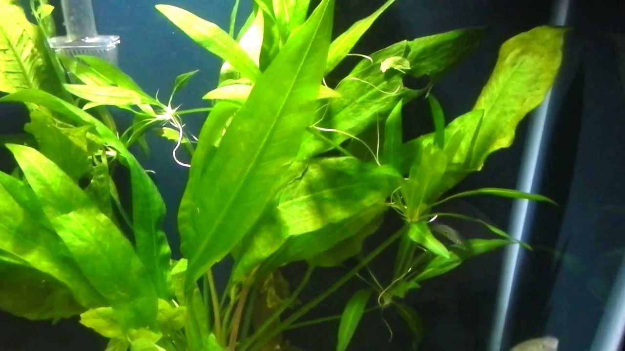 keeper security Jordanella Floridae....American Flag Fish