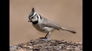 Birding Hotspots in Yavapai County, Arizona