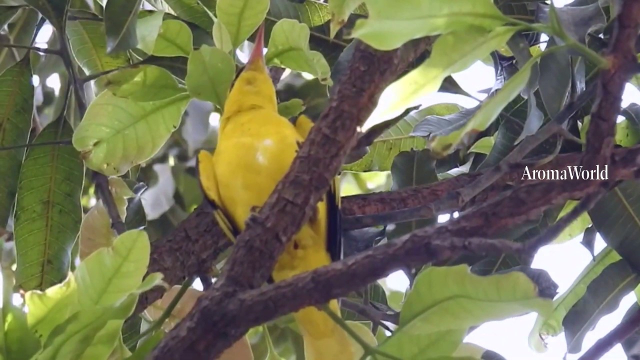 Indian Golden Oriole Sound 