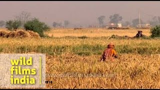 Harvesting of wheat crop in India