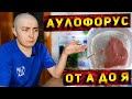 Как я содержу АУЛОФОРУС!