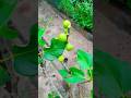 ত্বীন ফল গাছ। #shorts #viral #ত্বীন #ফল #video