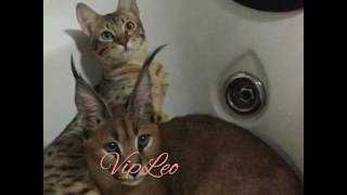 ♔VipLeo. Каракал и саванна нашего питомника. Caracal. Savannah ♔VipLeo. Каракал и саванна нашего питомника. Caracal. Savannah