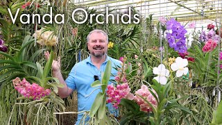 Incredible Vanda Orchids - Care Instructions