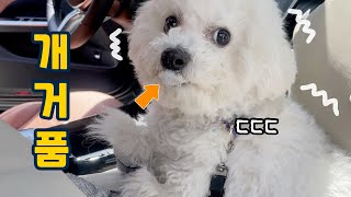 자동차 타면 개거품 무는 아기 강아지.. 극복 가능?