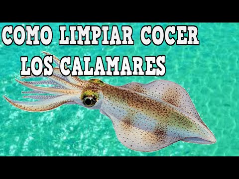 Video: ¿Cuánto duran los calamares?