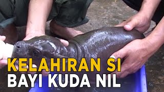 Kelahiran Bayi Kuda Nil Di Kebun Binatang Surabaya Jelang Siang