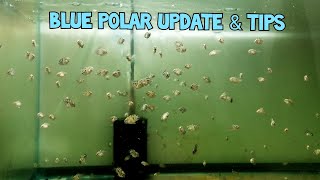 Polar Blue Update : Mistakes that you need to avoid. Tips on how to boost Blue polar growth rate.